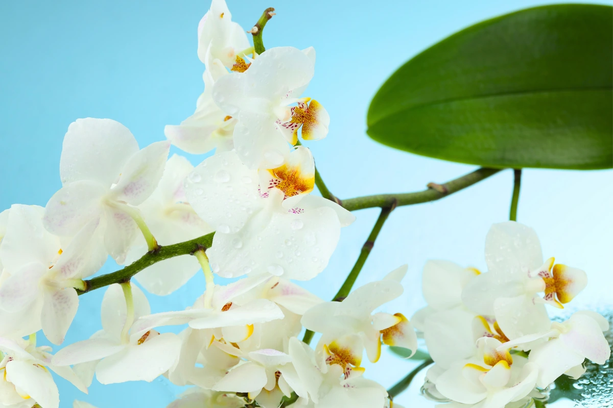significado-orquideas-boda